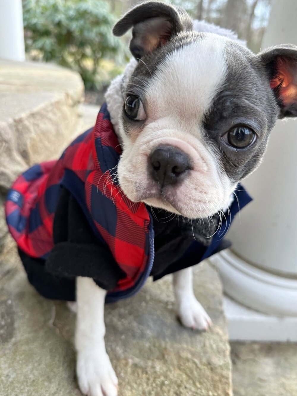 GAP Dog Puffer Vest XS Red Buffalo Plaid Puppy Winter Jacket